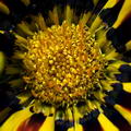Coastal Gazania